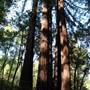 Samuel P. Taylor State Park (SP)