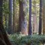 Jedediah Smith Redwoods State Park (SP) within the Redwood National and State Parks