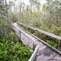 Van Damme State Park (SP) / Beach / Pygmy Forest / Fern Canyon Trail / Spring Ranch Trail