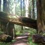 Grizzly Creek Redwoods State Park (SP)