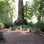 Big Basin Redwoods State Park (SP)