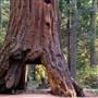 Calaveras Big Trees State Park (SP)