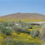 Antelope Valley California Poppy Reserve State Natural Reserve (SNR)