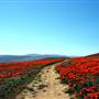 Antelope Valley California Poppy Reserve State Natural Reserve (SNR)