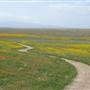 Antelope Valley California Poppy Reserve State Natural Reserve (SNR)