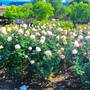 Exposition Park Rose Garden