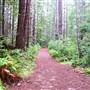 Van Damme State Park (SP) / Beach / Pygmy Forest / Fern Canyon Trail / Spring Ranch Trail