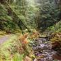 Van Damme State Park (SP) / Beach / Pygmy Forest / Fern Canyon Trail / Spring Ranch Trail