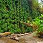 Prairie Creek Redwoods State Park (SP) within the Redwood National and State Parks