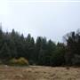 Palomar Mountain State Park (SP)