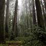 Hendy Woods State Park (SP)