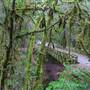 Forest of Nisene Marks State Park (SP), The