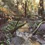 Armstrong Redwoods State Natural Reserve (SNR)