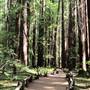 Armstrong Redwoods State Natural Reserve (SNR)