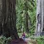 Redwood National & State Parks