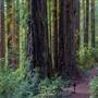 Del Norte Coast Redwoods State Park (SP) within the Redwood National and State Parks