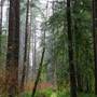 Del Norte Coast Redwoods State Park (SP) within the Redwood National and State Parks
