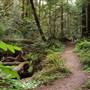 Butano State Park (SP)