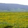 Carrizo Plain National Monument