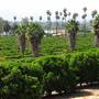 California Citrus State Historic Park (SHP)