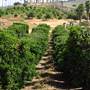 California Citrus State Historic Park (SHP)