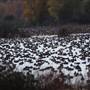 Gray Lodge Wildlife Area - California Department of Fish & Wildlife (CDFW)