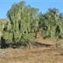 Burton Mesa Ecological Reserve - California Department of Fish & Wildlife (CDFW)