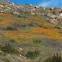 Blue Sky Ecological Preserve - City of Poway & California Department of Fish & Wildlife (CDFW)