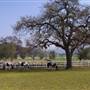 El Campeon Farms - Windy Hill Ranch