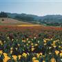 Salinas Valley