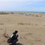MacKerricher State Park (SP) - Inglenook Ten Mile Preserve - northern stretch - aka Ten Mile Dunes