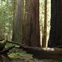 Montgomery Woods State Natural Reserve (SNR)