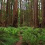 Navarro River Redwoods State Park (SP)