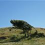 J G Angus Ranch
