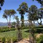 Sonoma Mountain Vista Estate