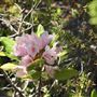 Van Damme State Park (SP) / Beach / Pygmy Forest / Fern Canyon Trail / Spring Ranch Trail