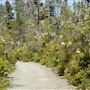 Van Damme State Park (SP) / Beach / Pygmy Forest / Fern Canyon Trail / Spring Ranch Trail