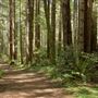 Van Damme State Park (SP) / Beach / Pygmy Forest / Fern Canyon Trail / Spring Ranch Trail