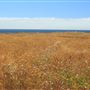 Mendocino Headlands State Park (SP)