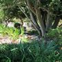 South Coast Botanic Garden