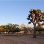 Joshua Tree Garden / Joshuatreezone19
