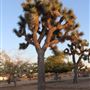 Joshua Tree Garden / Joshuatreezone19