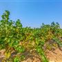 Agua Dulce Winery and Vineyards