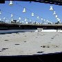 Earl Warren Showgrounds - 19th DAA