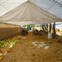 Julia's Fruit Stand