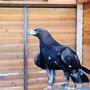 West Coast Falconry