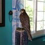 West Coast Falconry