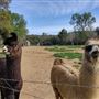 New Leaf Llama Farm