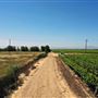 Various Rural Farms And Ranches