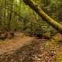 Mailliard Redwoods State Natural Reserve (SNR)